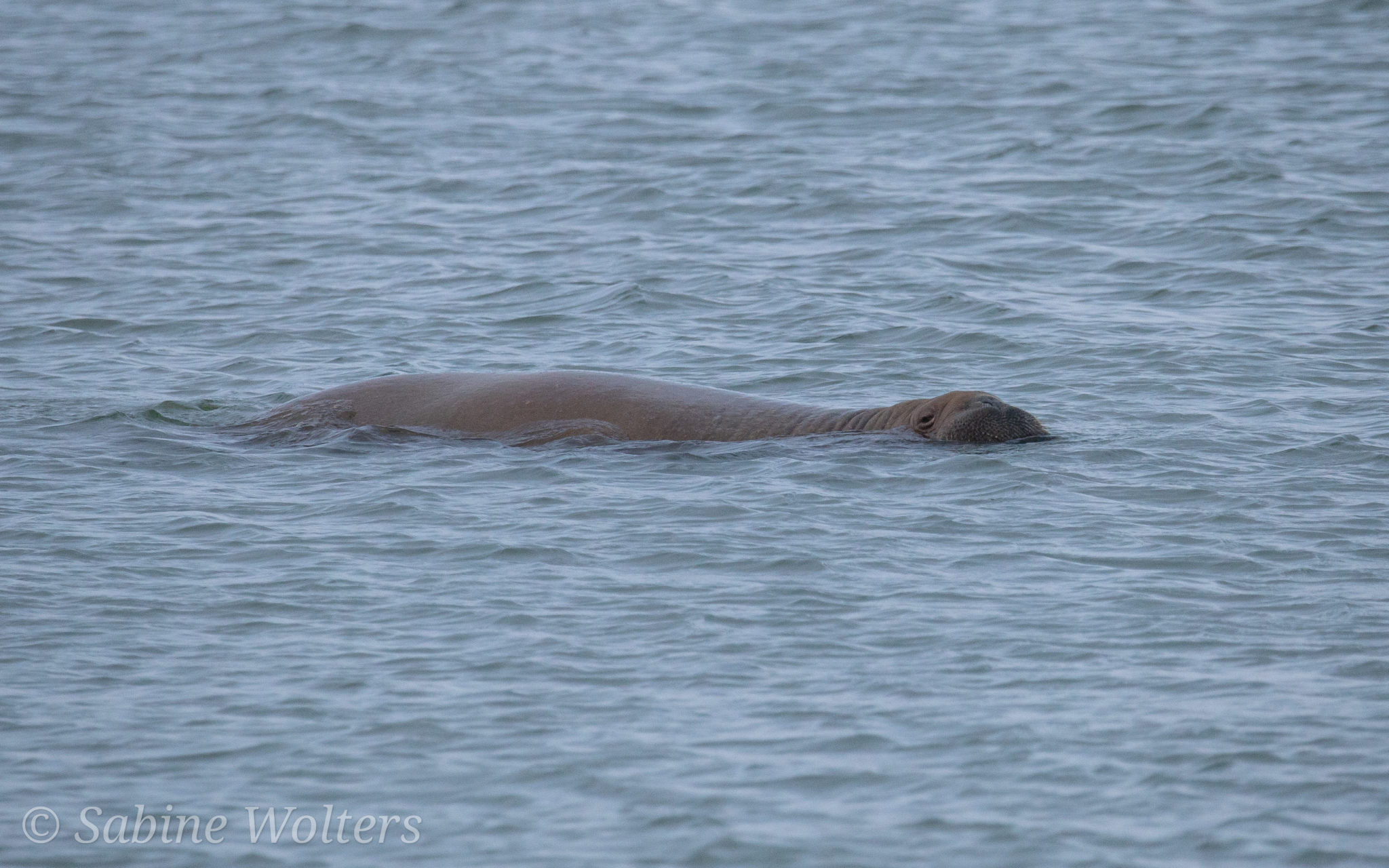 Lees meer over het artikel #Walrus